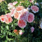 Bossolasco: a giugno il “paese delle rose” è il borgo più fiorito delle Langhe