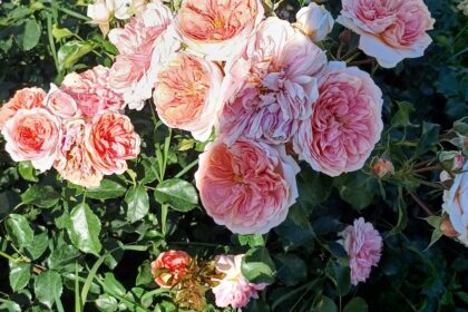 Bossolasco: a giugno il “paese delle rose” è il borgo più fiorito delle Langhe