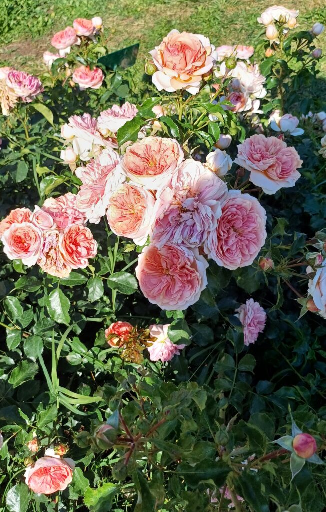 Bossolasco: a giugno il “paese delle rose” è il borgo più fiorito delle Langhe